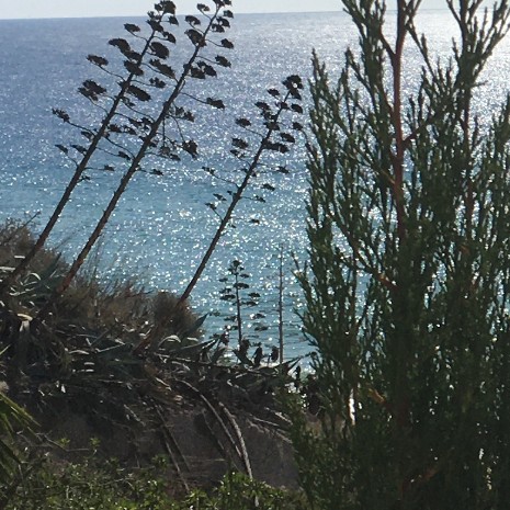 Blüten am Atlantik